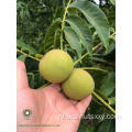 Kinderen zoals Chinese Walnut Kernels Light Color Helften (LH)